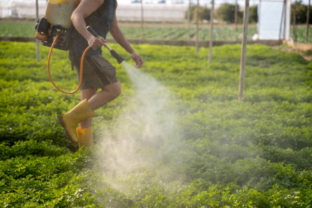 Best Wasp Removal Services  in Clovis, CA