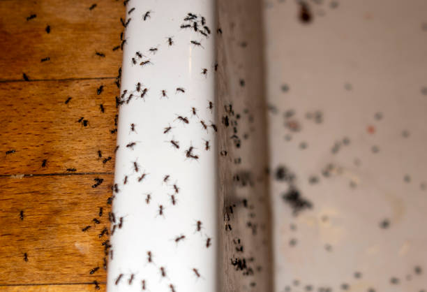 Best Exterminator Services  in Clovis, CA