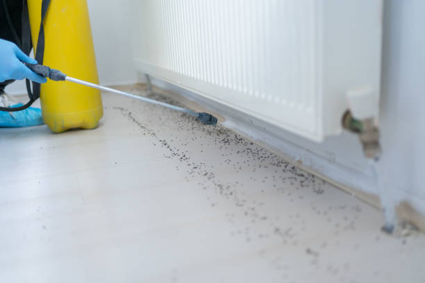 Best Insect Control  in Clovis, CA